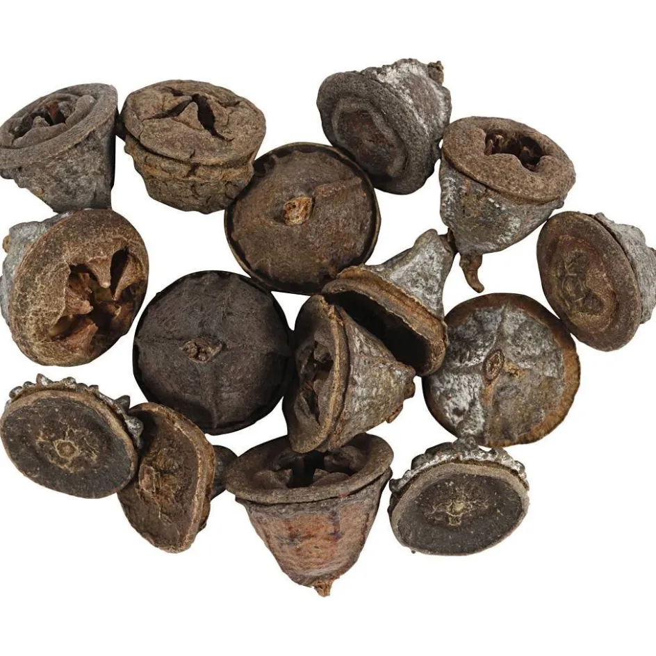 Creativ Company Eucalyptus cones| Flower Arranging And Basket Weaving Supplies