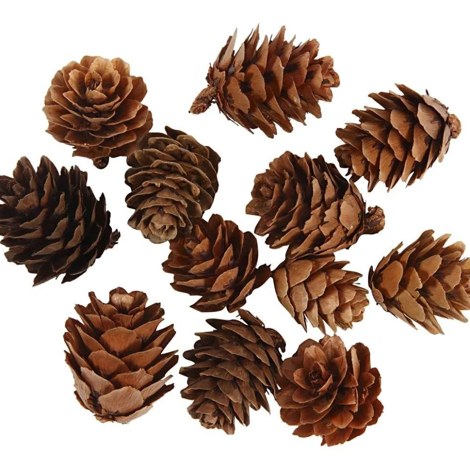 Creativ Company Larch cones| Flower Arranging And Basket Weaving Supplies
