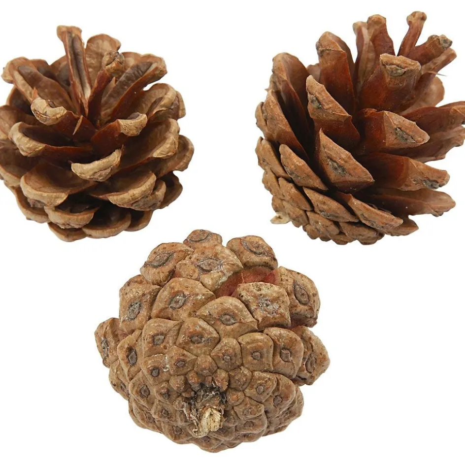 Creativ Company Pine Cones| Flower Arranging And Basket Weaving Supplies